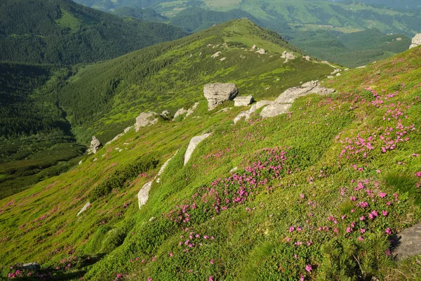 夏の山の斜面にピンクのバラのロドデンドロンの花 — ストック写真