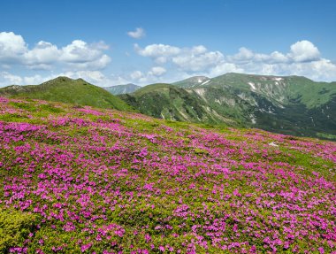 Karpatlar 'ın çiçek açan yamaçlarında (Rhododendron çiçekleri).