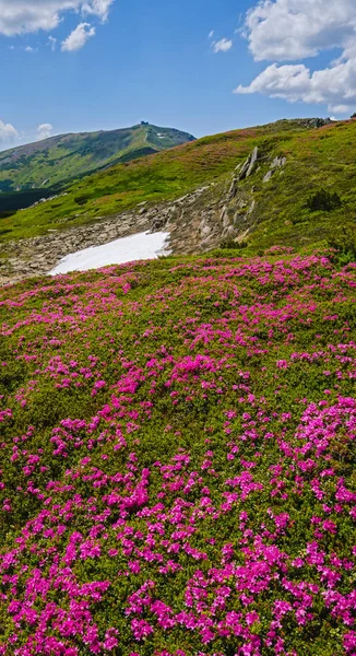 Blossoming slopes (rhododendron flowers ) of Carpathians. — Stock Photo, Image
