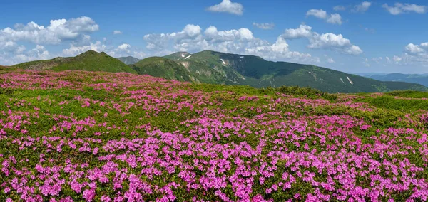 ピンクのロドデンドロンとカルパチア山脈の開花斜面 — ストック写真