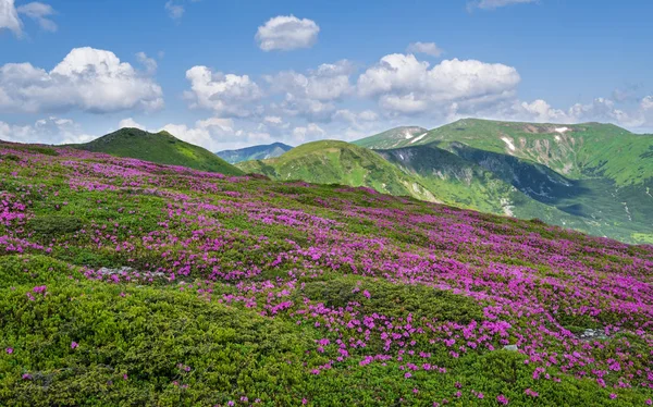 Pink rose rhododendron flowers on summer mountain slope — Stock Photo, Image