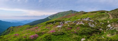 Yaz Dağı yamaçta pembe gül Rhododendron çiçekler