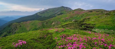Yaz Dağı yamaçta pembe gül Rhododendron çiçekler