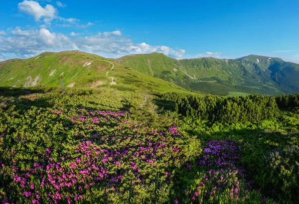 Rosa rosa flores rododendro na encosta da montanha de verão — Fotografia de Stock