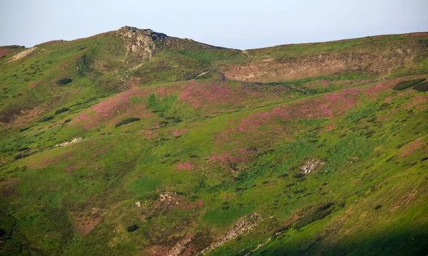 Pink rose rhododendron flowers on summer mountain slope — Stock Photo, Image