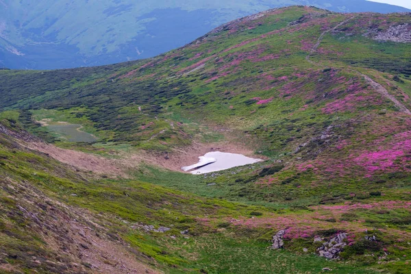 Yaz Dağı yamaçta pembe gül Rhododendron çiçekler — Stok fotoğraf