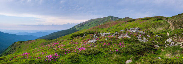 Pink rose rhododendron flowers on summer mountain slope