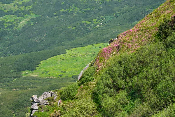 Pink rose rhododendron flowers on summer mountain slope — Stock Photo, Image