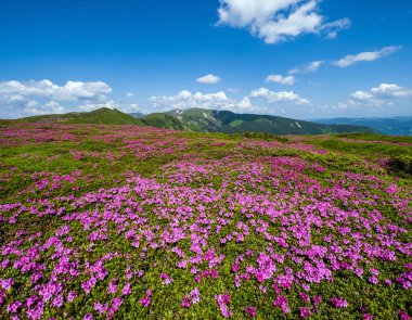 Karpat dağının çiçek açan yamaçları (roddendron çiçekleri)