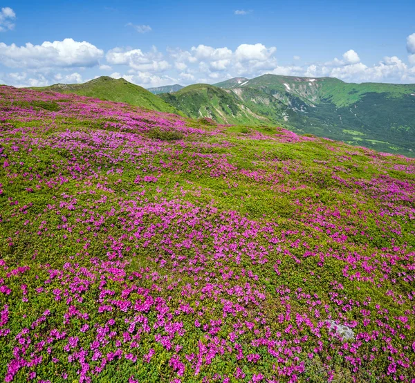 Encostas floridas (flores de rododendros) da montanha dos Cárpatos — Fotografia de Stock