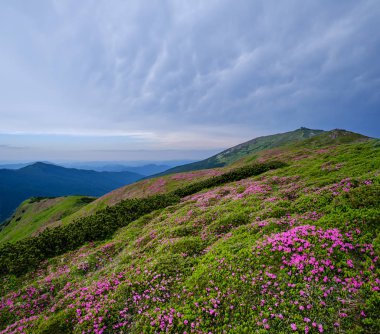 Yaz Dağı yamaçta pembe gül Rhododendron çiçekler