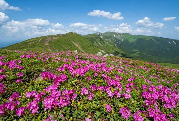 Kvetoucí svahy (rododendronové květy) v Karpatské hoře — Stock fotografie