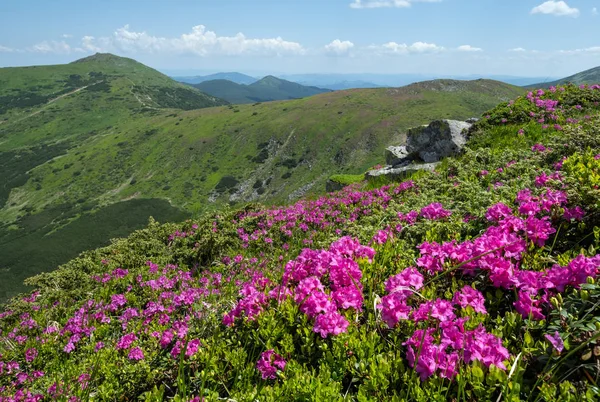 Blossoming slopes (rhododendron flowers ) of Carpathian mountain — Stock Photo, Image