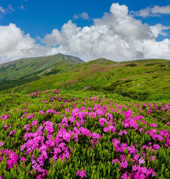 夏の山の斜面にピンクのバラのロドデンドロンの花 — ストック写真