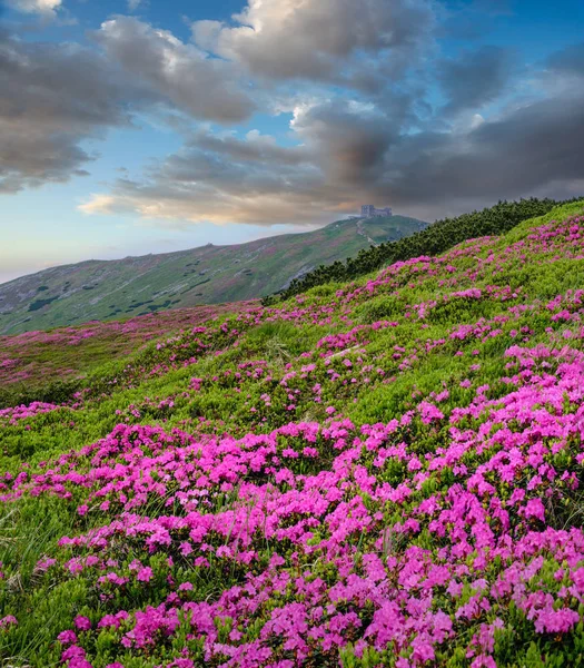 Yaz Dağı yamaçta pembe gül Rhododendron çiçekler — Stok fotoğraf