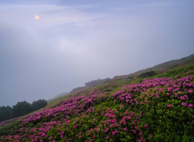 Yaz erken sabah dağlarda Rhododendron çiçekleri ve tam 