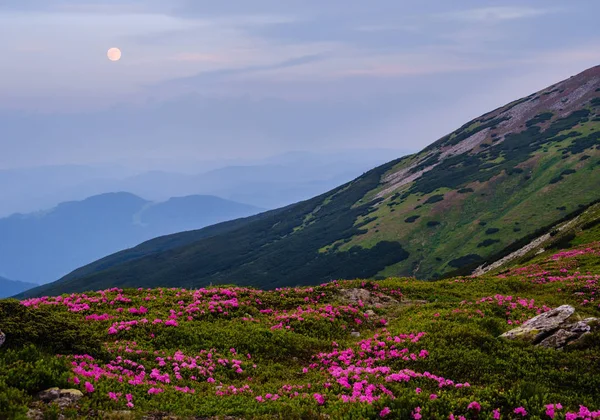 Yaz erken sabah dağlarda Rhododendron çiçekleri ve tam — Stok fotoğraf