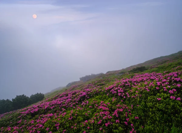 Rhododendron flores no verão cedo manhã montanhas e cheio — Fotografia de Stock