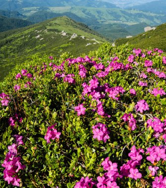 Yaz Dağı yamaçta pembe gül Rhododendron çiçekler