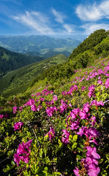 Rosa rosa rododendro flores en la ladera de la montaña de verano —  Fotos de Stock