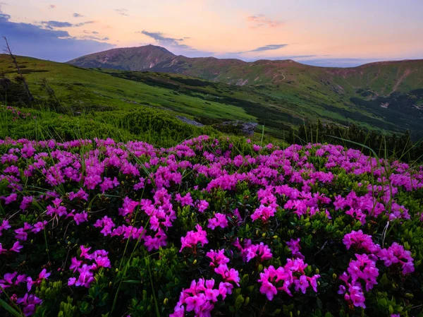 Pembe gül rhododendron çiçekler erken sabah yaz sisli mou — Stok fotoğraf