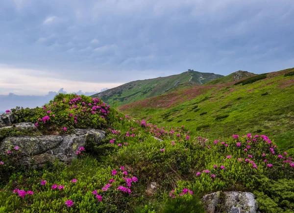 Pink rose rhododendron flowers on summer mountain slope — Stock Photo, Image