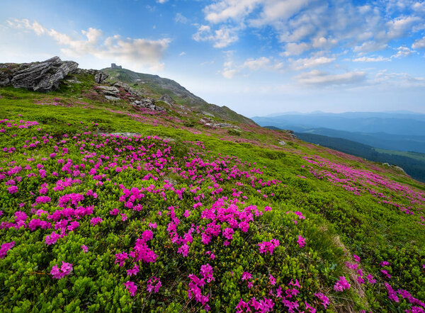 Pink rose rhododendron flowers on summer mountain slope