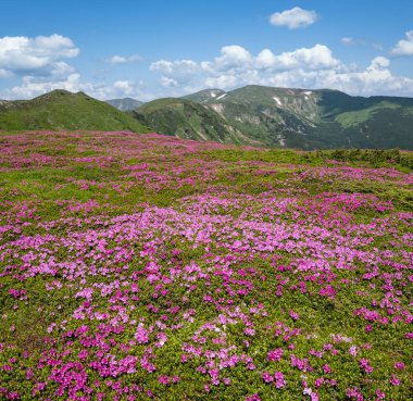 Karpat dağının çiçek açan yamaçları (roddendron çiçekleri)