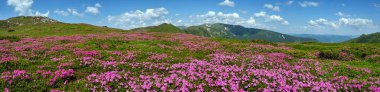 Karpat dağının çiçek açan yamaçları (roddendron çiçekleri)