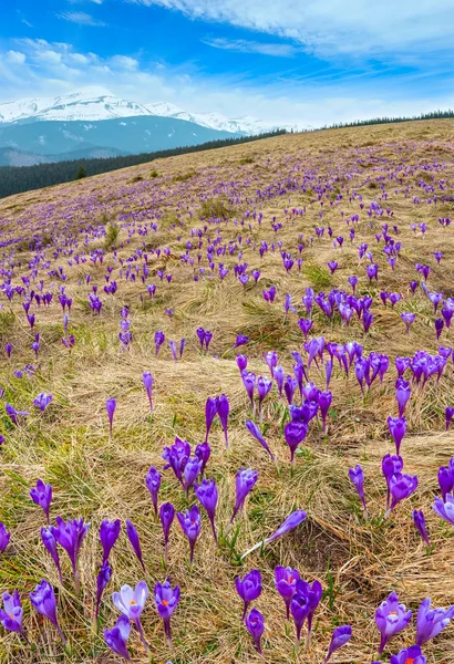 봄 산에 보라색 크 로커 스 꽃 — 스톡 사진