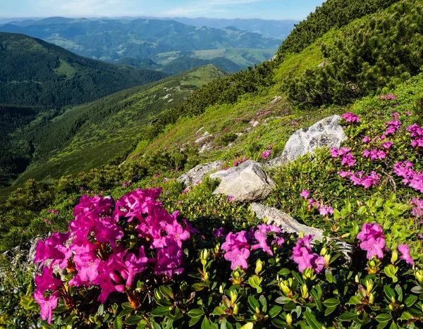 Rosa rosa rododendro flores en la ladera de la montaña de verano —  Fotos de Stock