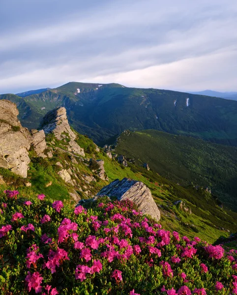 Pink rose rhododendron flowers on morning summer mountain slope. — Stock Photo, Image