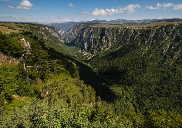 Sommer Tara Canyon im Berg Durmitor Nationalpark, montenegr — Stockfoto