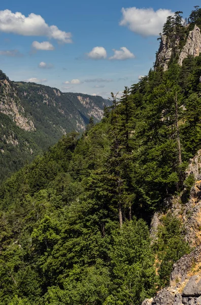 夏季塔拉峡谷在杜米托尔山国家公园，蒙特内格 — 图库照片