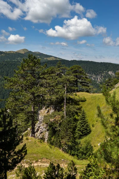 Letni Kanion Tara w parku narodowym Durmitor, Czarnogórg — Zdjęcie stockowe