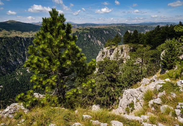 Verano Cañón Tara en la montaña Parque Nacional Durmitor, Montenegr —  Fotos de Stock