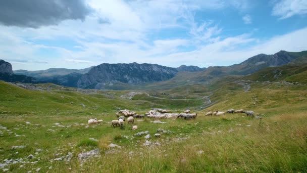 一群羊在高原牧场上 位于黑山 巴尔干 迪纳利克阿尔卑斯山畔的杜米特尔国家公园 夏季山景迷人 Sedlo路 全景道 — 图库视频影像