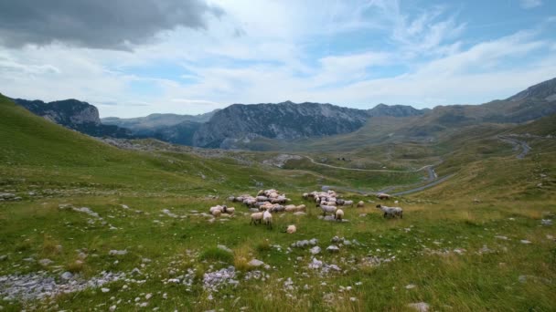 Rebanho Ovelhas Pasto Planalto Paisagem Montanhosa Pitoresca Verão Parque Nacional — Vídeo de Stock