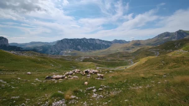 Schafherde Auf Hochplateau Weide Malerische Sommer Berglandschaft Des Durmitor Nationalparks — Stockvideo