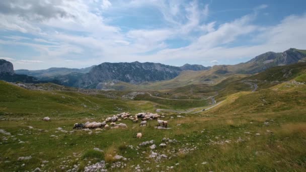 Rebanho Ovelhas Pasto Planalto Paisagem Montanhosa Pitoresca Verão Parque Nacional — Vídeo de Stock