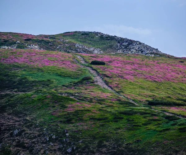 Pink rose rhododendron flowers on summer mountain slope — Stock Photo, Image