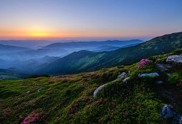 Pink rose rhododendron flowers on morning summer misty mountain