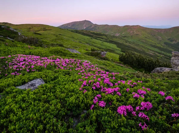 Sabah yaz dağ yamaçta pembe gül Rhododendron çiçekler. — Stok fotoğraf