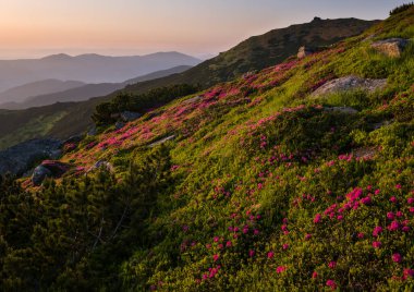 Sabah yaz dağ yamaçta pembe gül Rhododendron çiçekler.