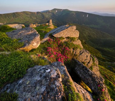 Sabah yaz dağ yamaçta pembe gül Rhododendron çiçekler.