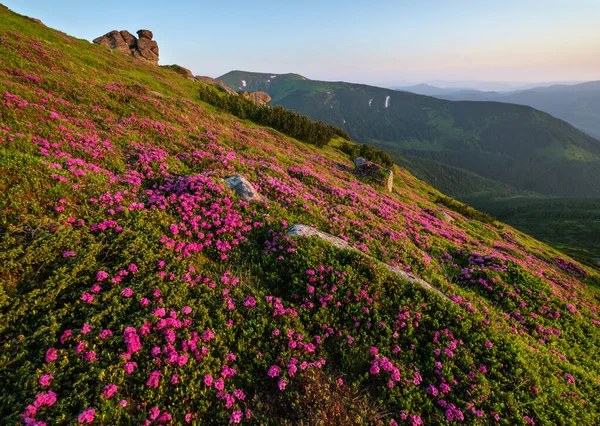 Rosa rosa rododendro flores en la ladera de la montaña de verano, Carpath —  Fotos de Stock