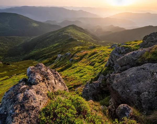 Růžové rododendronové květiny na ranním letním svahu. — Stock fotografie