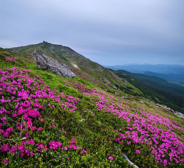Rosa rosa flores rododendro na encosta da montanha de verão — Fotografia de Stock