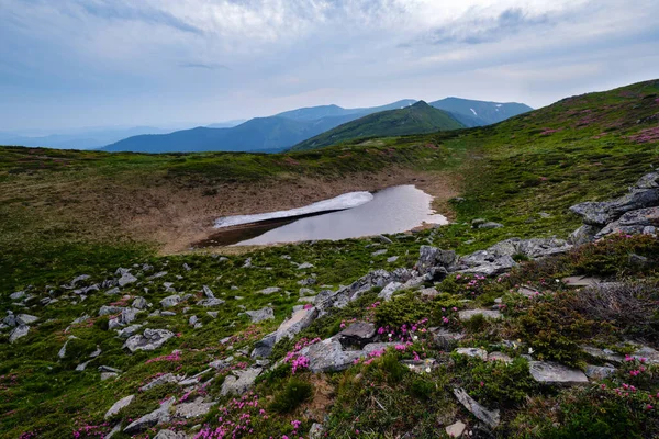 Yaz Dağı yamaçta pembe gül Rhododendron çiçekler — Stok fotoğraf