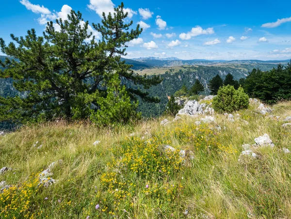 Sommer Tara Canyon im Berg Durmitor Nationalpark, montenegr — Stockfoto